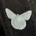Fuzzy Moth
