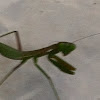 Praying mantis