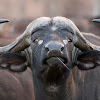 African/Cape Buffalo