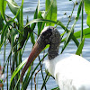 Wood Stork