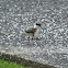 Masked Lapwing