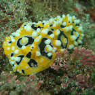 Phyllidia ocellata