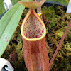 Thai pitcher plant