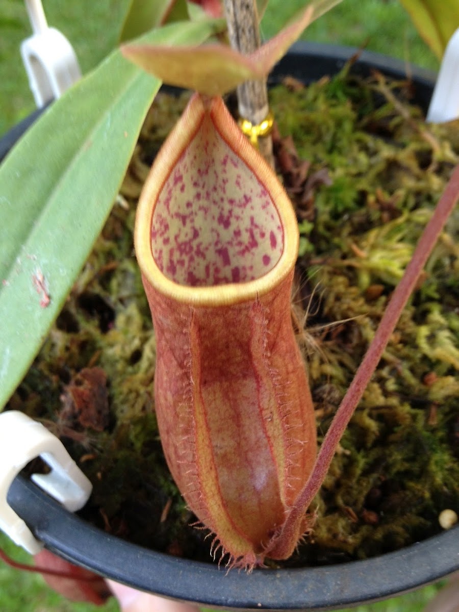 Thai pitcher plant