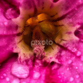 Enlighten ...  by Tushar Bharwada - Flowers Single Flower