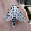 Wood Leopard Moth