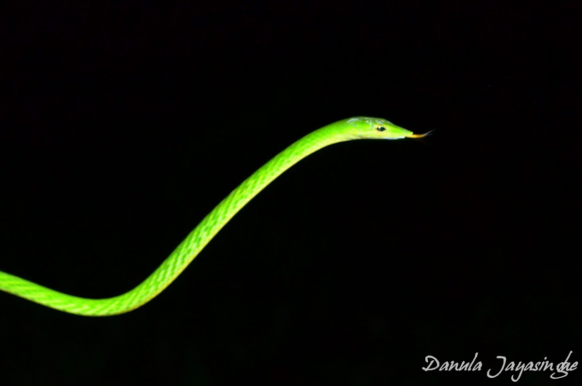 Ahatulla/ Green vine snake
