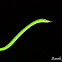 Ahatulla/ Green vine snake