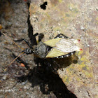 Bee killer assassin bug