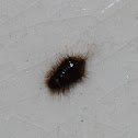 Carpet beetle larva