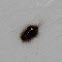 Carpet beetle larva