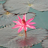 Water lily  