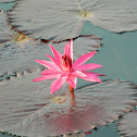 Water lily  