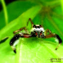 Telamonia Jumping Spider