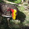 Male bush turkey