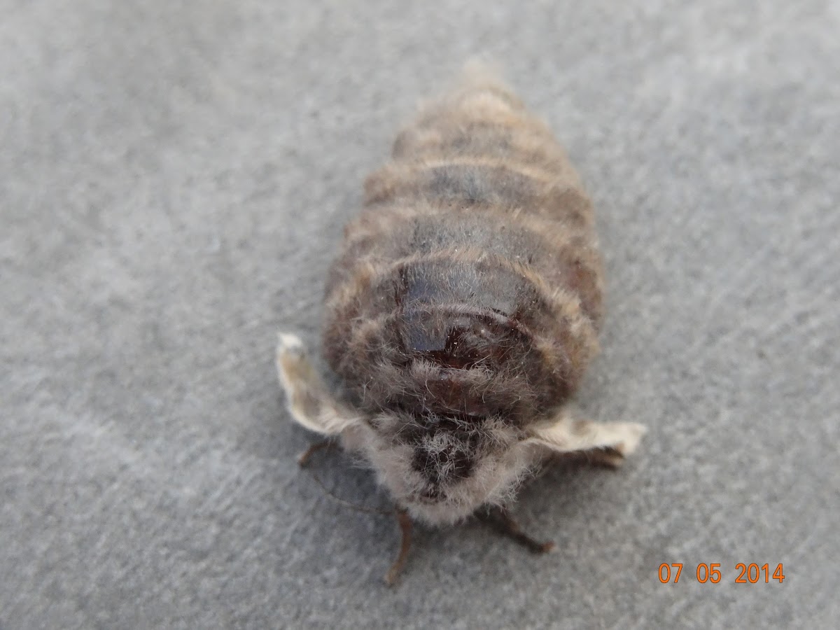 Rusty Tussock Moth (female)