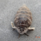 Rusty Tussock Moth (female)