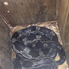 Gray Ratsnake