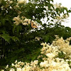 Eastern Tiger Swallowtail Butterfly