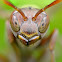 Asian Red Paper Wasp