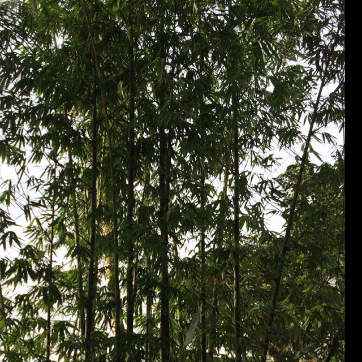 Kawayan, Bamboo