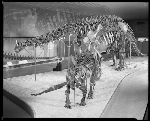 brontosaurus and stegosaurus