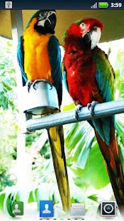 How to get Parrots Live Wallpaper 3.6.0.0 unlimited apk for android