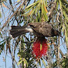  Red vented bulbul