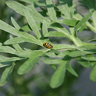 Checker spot lady beetle