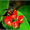 Yellow-spotted Mason Wasp