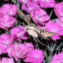 White-lined sphinx