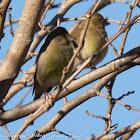 Greenfinch; Verderón