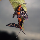 Hanmaiden Moth