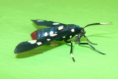 Ctenuchidae, wasp-moth?