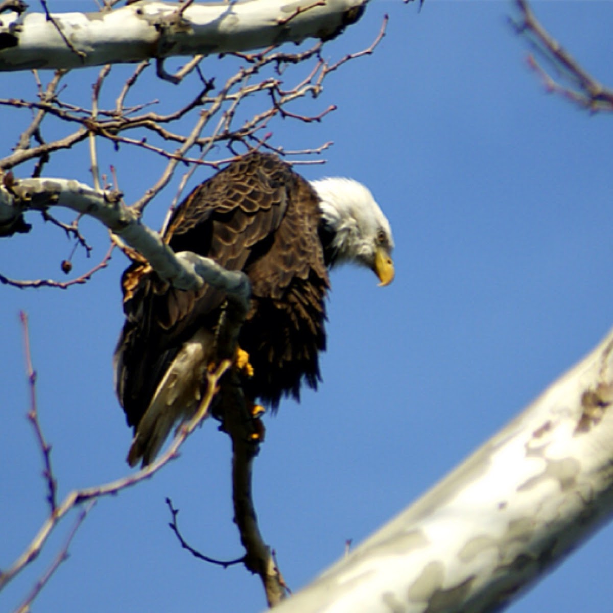 Bald eagle