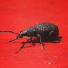 Black Vine Weevil