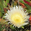 Ice plant