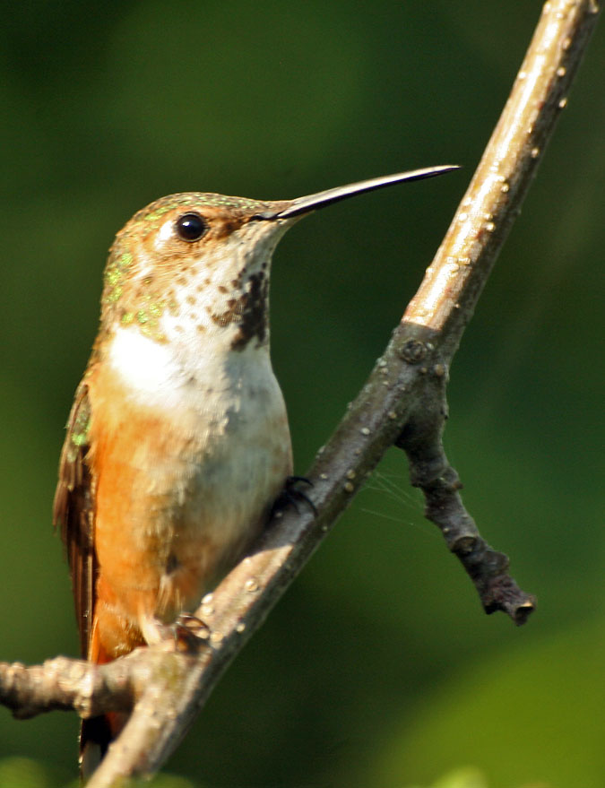 Rufous Hummingbird - Juvenile