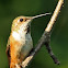Rufous Hummingbird - Juvenile