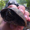 Common musk turtle