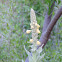 Common Mullein