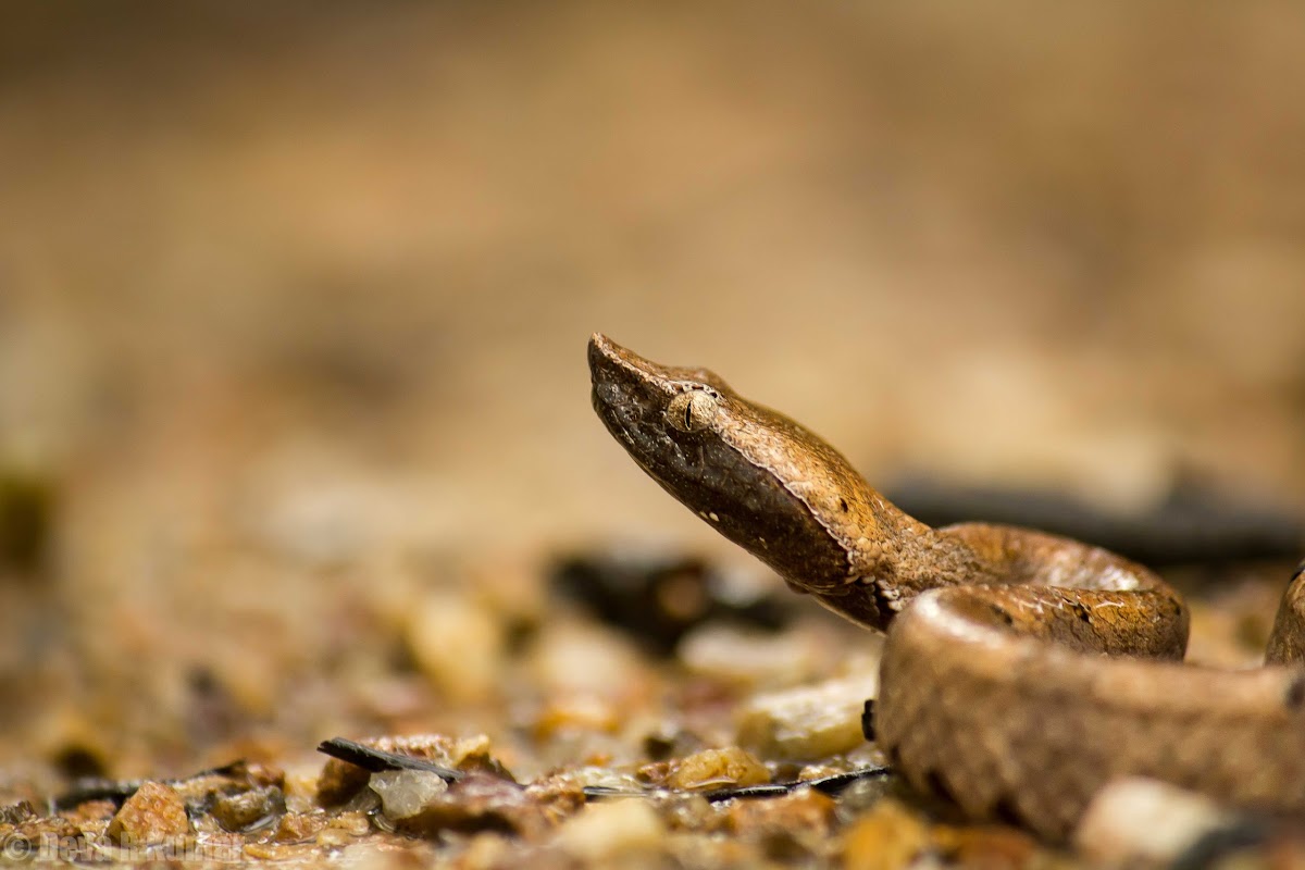 Hump-nosed pit viper