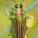 The Real Jewel Beetle