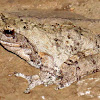 Southern Foam Nest Frog