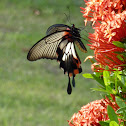 Great Mormon Butterfly , female form