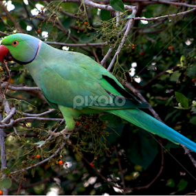 by Samrat Sam - Animals Birds