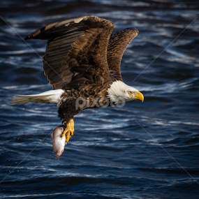 Bringing Home Dinner by Mike Trahan - Animals Birds