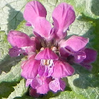 Purple Deadnettle