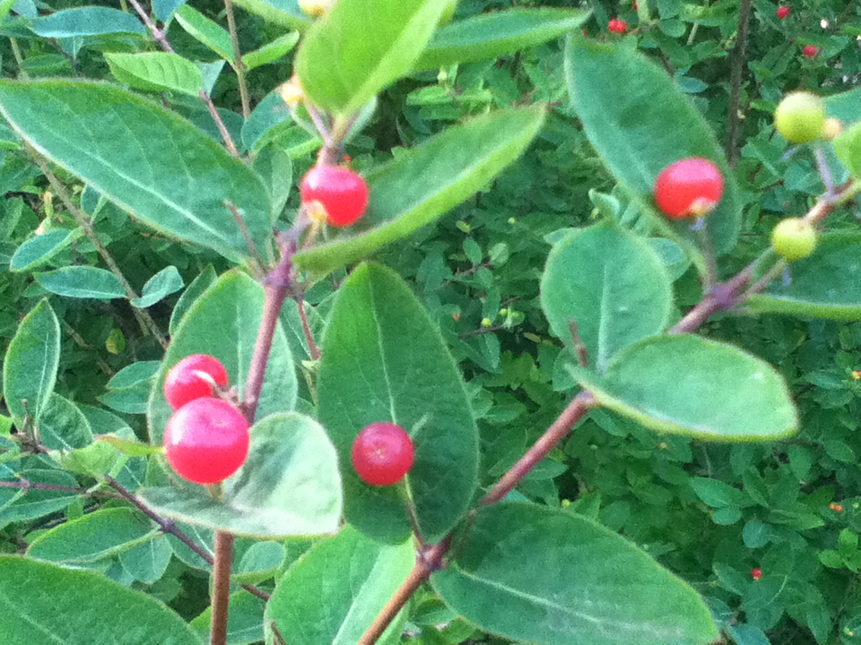 Red Huckleberry