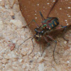 Spotted Tiger Beetle